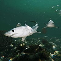 Death in the Water 2