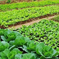 Happy Farm Simulator