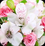 Hình nền 20/11 cho điện thoại