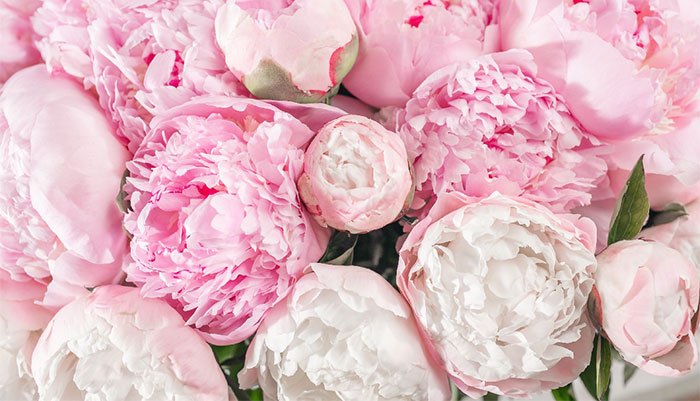 Hình nền hoa mẫu đơn cho máy tính