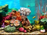 Living Marine Aquarium 2