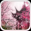 Sakura Live Wallpaper cho Android