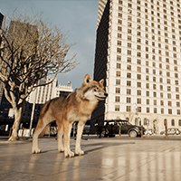 Wolf in the City